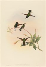 Callipharus nigriventris (Black-bellied Hummingbird).