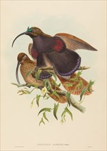 Drepanornis albertisi (Black-billed Sicklebill Bird of Paradise).