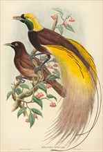 Bird of Paradise (Paradisea apoda), published 1875-1888.