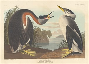 Red-necked Grebe, 1836.