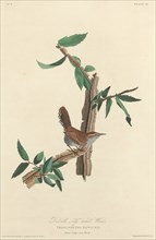Bewick's Long-tailed Wren, 1827.