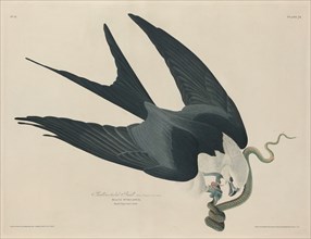 Swallow-tailed Hawk, 1829.