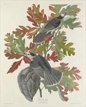 Canada Jay, 1831.