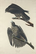 Labrador Falcon, 1834.
