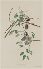 Black-capped Titmouse, 1833.