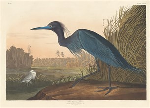Blue Crane or Heron, 1836.