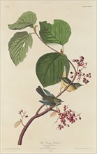 Pine Swamp Warbler, 1832.