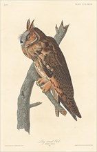 Long-eared Owl, 1837.