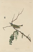 Red-Eyed Vireo, 1832.