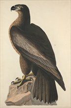 The Bird of Washington or Great American Sea Eagle, 1827.