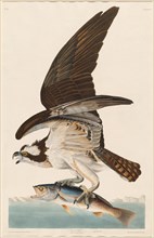 Fish Hawk, 1830.