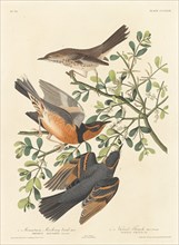Mountain Mocking-bird and Varied Thrush, 1837.