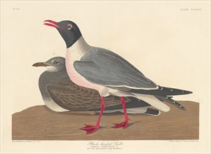 Black-headed Gull, 1836.