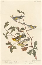 Golden-winged Warbler and Cape May Warbler, 1838.