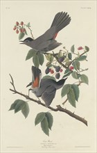 Cat Bird, 1832.