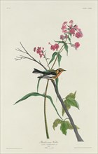 Blackburnian Warbler, 1832.