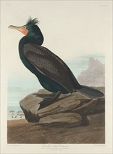 Double-crested Cormorant, 1835.