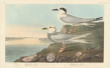 Havell's Tern and Trudeau's Tern, 1838.