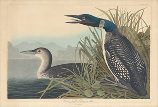 Great Northern Diver or Loon, 1836.
