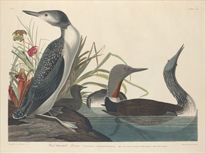 Red-throated Diver, 1834.