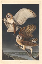 Barn Owl, 1833.