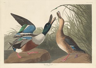 Shoveller Duck, 1836.