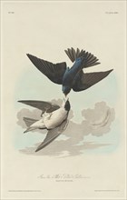 Green-blue or White-bellied Swallow, 1830.