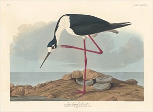 Long-legged Avocet, 1836.