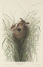 Nuttall's Lesser Marsh Wren, 1833.