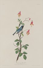 Black-throated Blue Warbler, 1832.