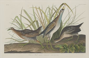 Sora or Rail, 1834.