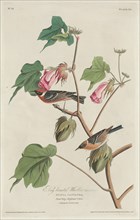 Bay-breasted Warbler, 1829.