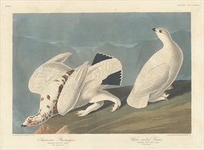 American Ptarmigan and White-tailed Grous, 1838.
