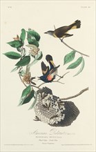 American Redstart, 1828.