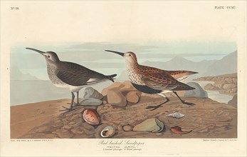 Red-backed Sandpiper, 1836.