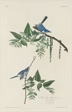 Blue-grey Flycatcher, 1830.