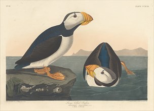 Large-billed Puffin, 1836.