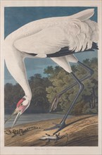 Hooping Crane, 1834.