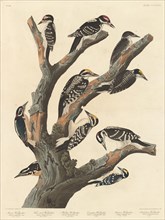 Maria's Woodpecker, 1838.