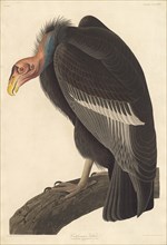 Californian Vulture, 1838.