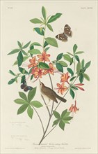 Brown-headed Worm-eating Warbler, 1834.