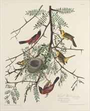 Orchard Oriole, 1828.