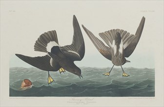 Stormy Petrel, 1835.