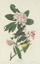 Canada Warbler, 1831.