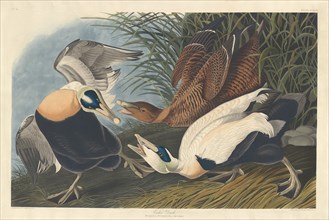 Eider Duck, 1835.