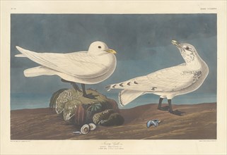 Ivory Gull, 1836.