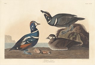 Harlequin Duck, 1836.