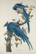 Columbia Jay, 1830.