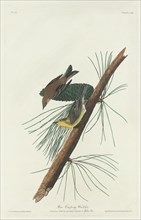 Pine Creeping Warbler, 1832.