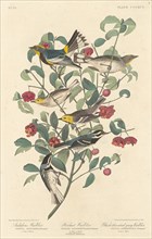 Audubon's Warbler, Hermit Warbler and Black-throated Gray Warbler, 1837.